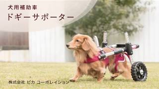 【取付け方】愛犬の後ろ足をサポートするドギーサポーター doggy supporter