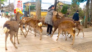 鹿煎餅を持って逃げてしまう人達。