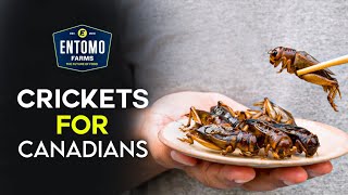 A Canadian Company Is Selling Processed Cricket Junk Foods (Front Page News)