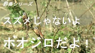 野鳥シリーズ　スズメじゃないよ　ホオジロだよ！