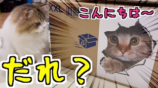 猫のトリックアートを愛猫お気に入りの段ボール箱に貼ってみたら・・・