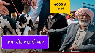 ਬਾਬਾ ਗੇਰ ਅੜਾਈ ਖੜਾ । Pandher Bakra Mandi Live Sauda #goat #goats #iltilanatv #iltilanadhuri