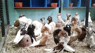 JACOBIN FANCY PIGEONS  by LABONG AVIARY in the PHILIPPINES.