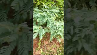 Herbal medicine மூலிகை செடிகள் அறிவோம் #shorts