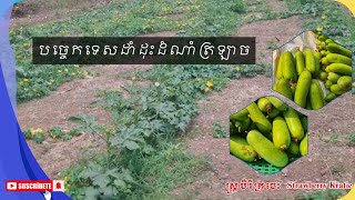 [25-03-25]​​ បច្ចេកទេសក្នុងការដាំដុះដំណាំត្រឡាចវាលើដី🥒🥬🌻☘️🍃#strawberrykratie #subscribe #waxgourd