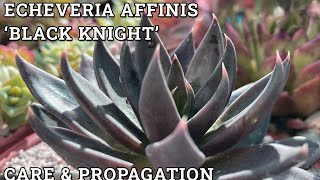 Echeveria affinis 'Black Knight' Care \u0026 Propagation