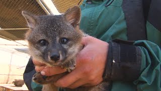 Santa Cruz Island | Places We Protect
