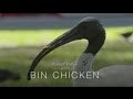 Planet Earth : Bin Chicken (4K)