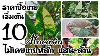 ราคาซื้อขายเริ่มต้น อโลคาเซีย Alocasia ประจำเดือน กรกฎาคม : หลงไม้ใบ EP.240