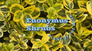 Euonymus Shrubs - Plant of the Week