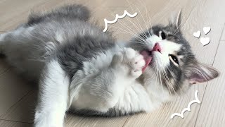 Catnip reaction, what's more addictive than catnip?