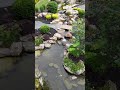 THIS!! Backyard Koi Pond 💦 is a DREAM!!! 🤩 | #shorts