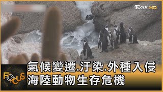 氣候變遷.汙染.外種入侵 海陸動物生存危機｜方念華｜FOCUS全球新聞 20240612@TVBSNEWS01