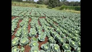 cabbage 🥬 Kalash seeds  green Welly # 9741604148