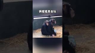 不愧是大猩猩，真会玩啊 #搞笑 #tiktok #专治不开心 #lol #funny #funnyvideo #搞笑  #shorts  #shortsvideo