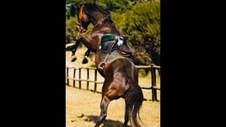 The Spooky Horse - Is Your Horse Spooky? This Might Help! - Gaited Horse Training