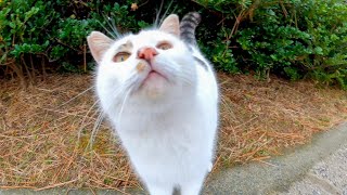 草むらから出てきた野良猫を撫でるとゴロゴロ言って喜んだ