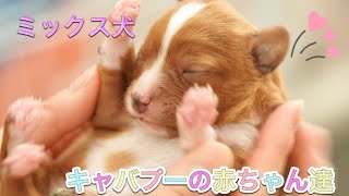 ★キャバプーの赤ちゃん達(クォーター) 生後10日子犬に成長