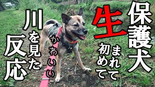 【保護犬2日目】生まれて初めて川を見た反応が可愛すぎる、今まで遊んでもらえなかったんだ