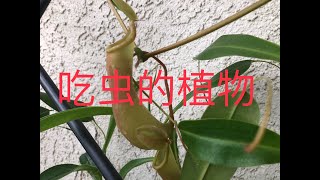 【种菜】吃虫子的植物 (Insects Eater; Pitcher Plant and Venus Flytrap)