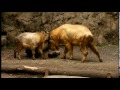 角を突き合うゴールデンターキン親子テン＆ヨウテン　その2 golden takin parent and child to lock horns with each other