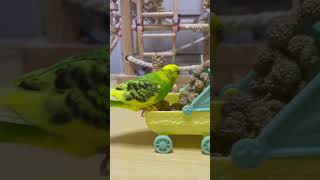 ピッピちゃんが通りまーす。笑#セキセイインコ #ピッピ