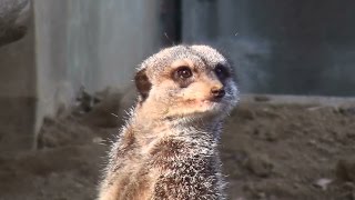 ミーアキャット （Meerkat） 千葉市動物公園  2014年10月17日