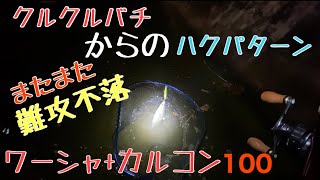 【ベイトシーバス】カルカッタコンクエストdc+ワールドシャウラ1832でクルクルバチとハクに挑む！！