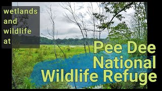 Pee Dee NWR wetlands and wildlife ncwetlands