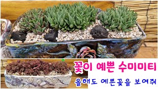 꽃이 예쁜 수미미티 직사각분에 분갈이해요 🌸 올해도 예쁜 꽃을 보여줄 거지~~