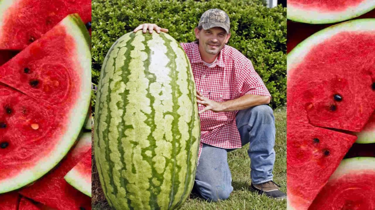 Huge Watermelons In The World - YouTube