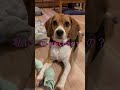 目線の先にはママが。何かもらえるのかな？ ビーグル ビーグル犬 犬 犬のいる暮らし beagle