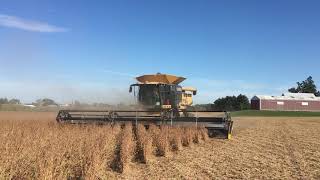 Geringhoff Truflex Razor 40’ in Soybeans on Lexion 740TT