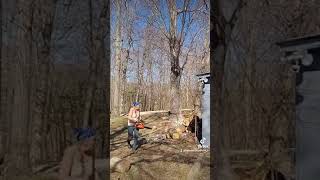 cutting rotten maple