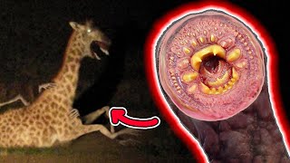 This PARASITE turns ANIMALS into MONSTERS!