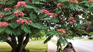 part 2 Germinating Albizia Julibrissin Seeds