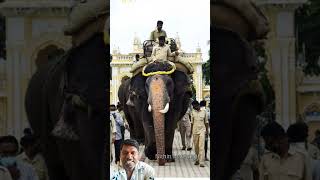 2024ರ  ಮೈಸೂರು ದಸರೆಯಲ್ಲಿ ಪಾಲ್ಗೊಳ್ಳುವಆನೆಗಳು#Mysore Dasara elephant#Mysore #kaliyugadhakannadiga