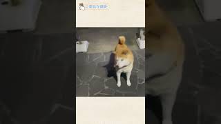 豆だけにお豆が大好きです♡14代目♪【豆助通信】＜豆柴＞Japanese dog mameshiba　#shorts