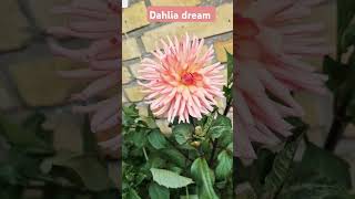 #DahliaLove #BalconyGarden #Inspiration #plants #balconygardener #love #calmdown #flowers #gardening