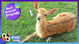 3-Legged Deer Runs Wild With Help From His Doggie Siblings | Best Animal Friends | Dodo Kids