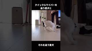 何でそうなる？🤣 #dogs #多頭飼い #ミニチュアシュナウザー#チワプー