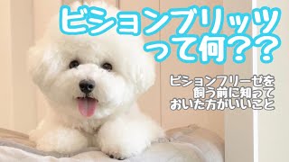 ビションブリッツって何？？【ビションフリーゼ】