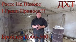 Вирощення Бройлера в домашніх умовах. Все про все!!! корм, сарай, утримання, пропойка, підстилка!