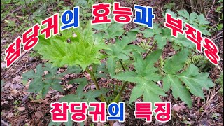 참당귀의 효능과 부작용및 특징 입니다, 참당귀, #산나물 #썬스타할배