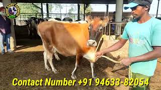 7 Cows for sale, 7 ਗਾਵਾਂ ਵਿਕਾਊ