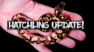 Ball Python Hatchling Update! (+ Barnyard Tour!)