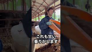 【食肉の過程】牛が食べてる餌🍚🥢