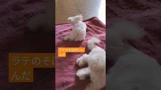 【子犬3ヶ月動画】3ヶ月875グラム子犬の日常　#マルチーズ　#子犬　#仔犬　#こいぬ　#幼犬　#パピー　#Puppy　#dog 　#maltese 　#my 　#play 　#愛犬　#遊ぶ