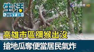 高雄市區獼猴出沒  搶地瓜奪便當居民氣炸【生活資訊】