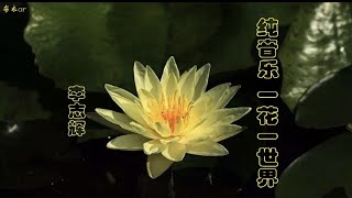 纯音乐《一花一世界》（Pure Music \